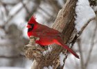 Cardinal-0107.jpg