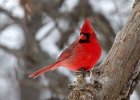 Cardinal-0108.jpg