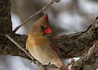 Cardinal-0109.jpg