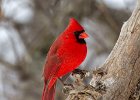 Cardinal-0110.jpg