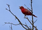 SummerTanager-0001.jpg