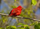 SummerTanager-0003.jpg