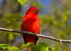 SummerTanager-0005.jpg