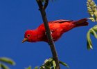 SummerTanager-0007.jpg