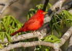 SummerTanager-0008.jpg