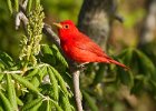 SummerTanager-0009.jpg