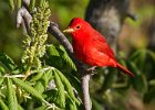 SummerTanager-0010.jpg