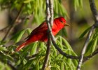 SummerTanager-0011.jpg