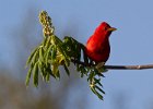 SummerTanager-0012.jpg