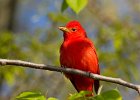 SummerTanager-0013.jpg