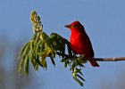 SummerTanager-0014.jpg