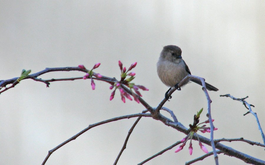 Bushtit-0001