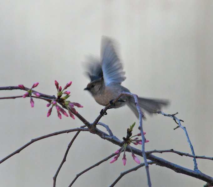 Bushtit-0002