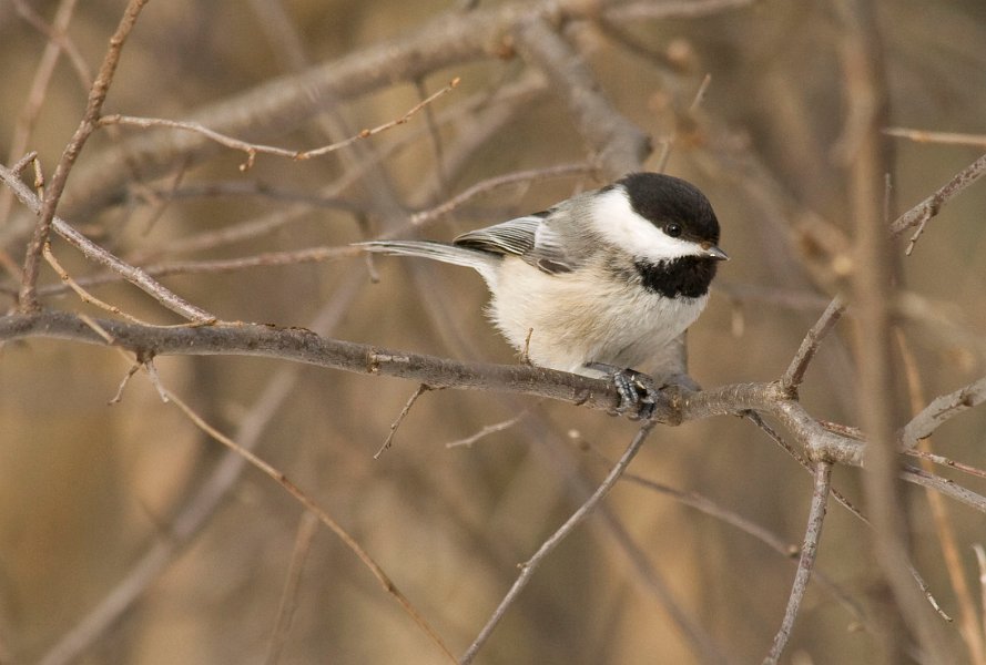 Chickadee-0013