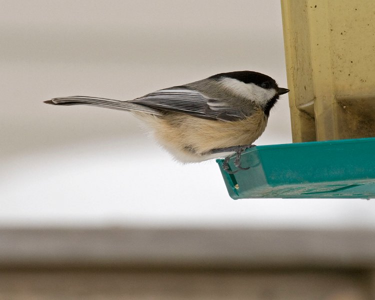 Chickadee-0024