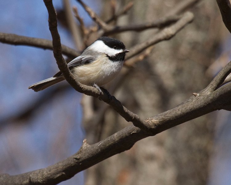 Chickadee-0028