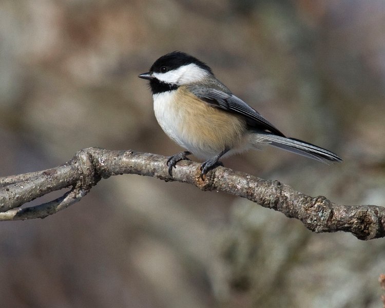 Chickadee-0029