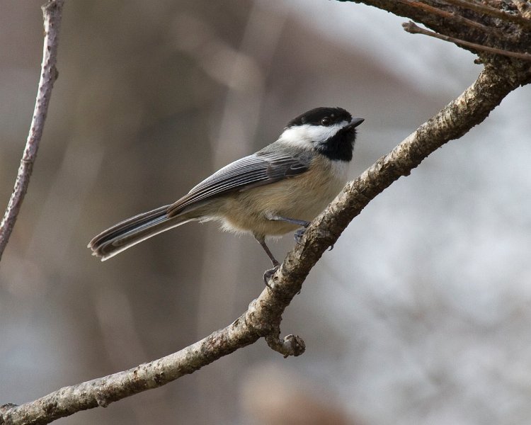 Chickadee-0030