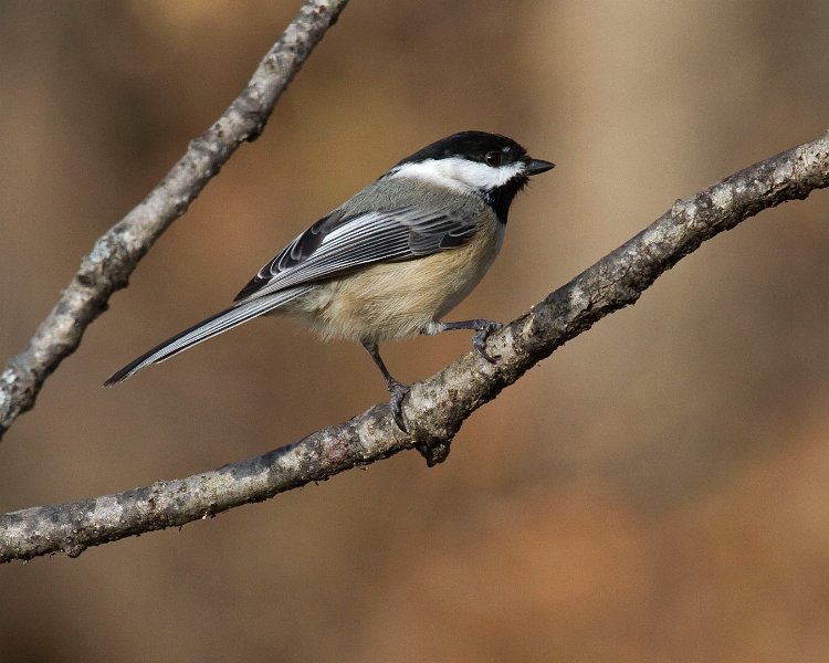 Chickadee-0031