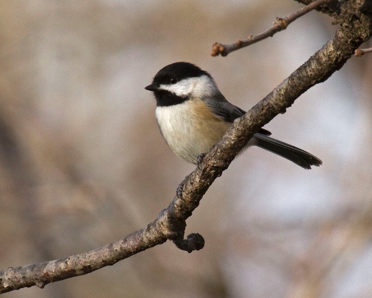 Chickadee-0039