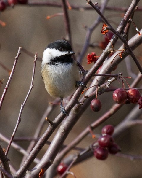 Chickadee-0040