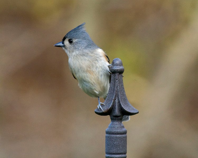 Titmouse-0006