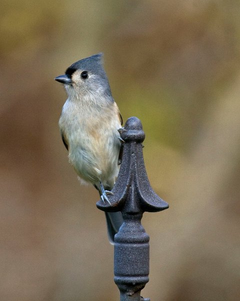 Titmouse-0008