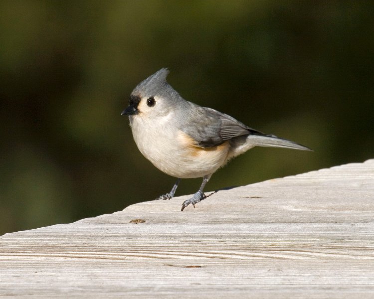 Titmouse-0014