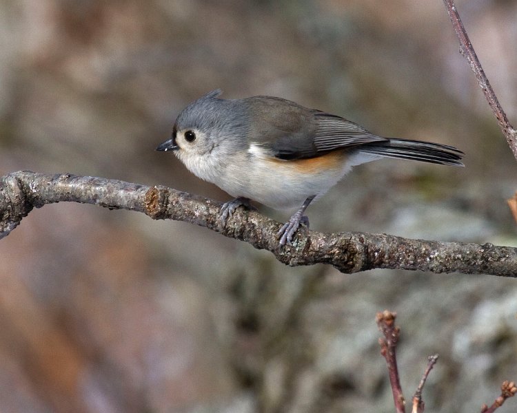 Titmouse-0021