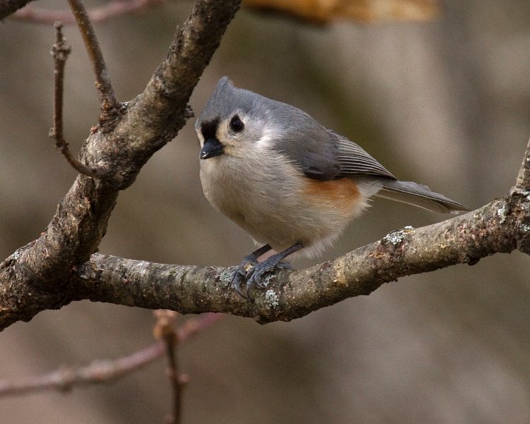 Titmouse-0023