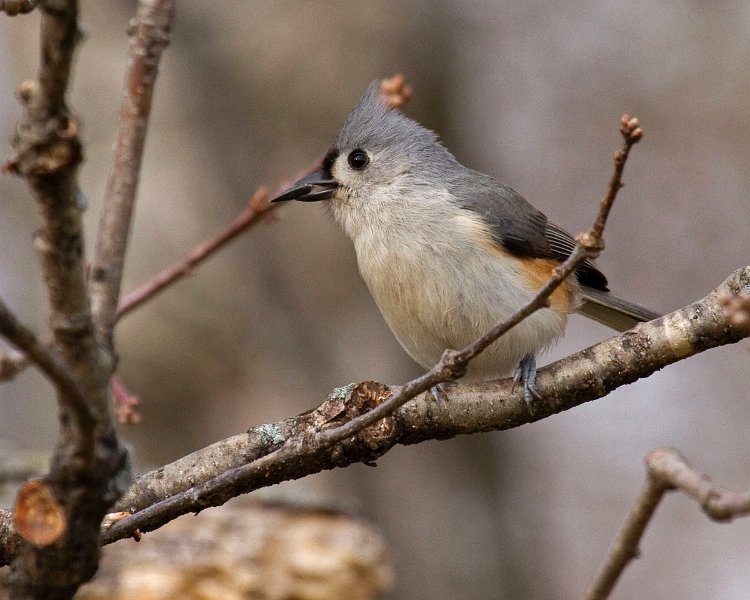 Titmouse-0030