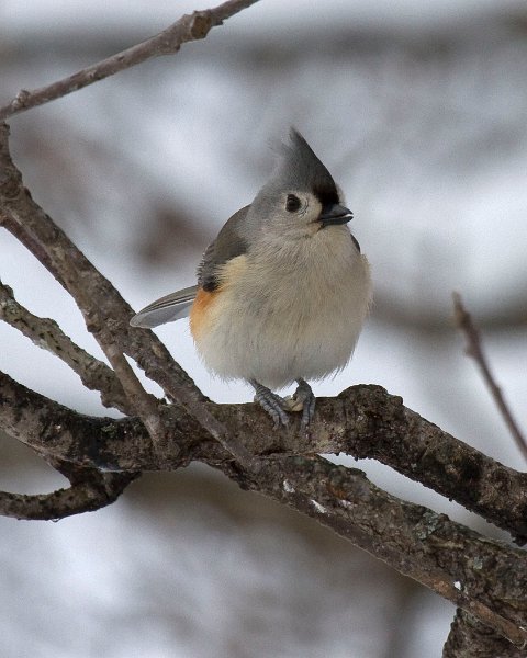 Titmouse-0032