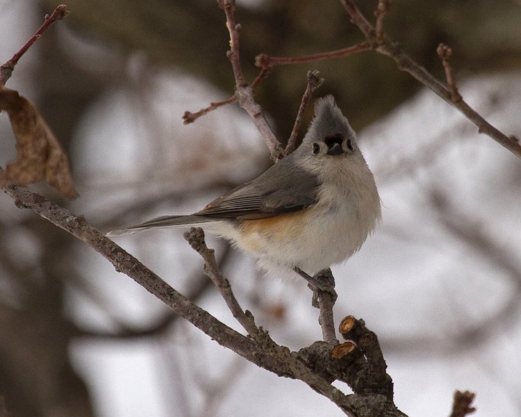 Titmouse-0036