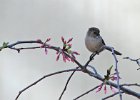 Bushtit-0001.jpg