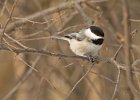 Chickadee-0013.jpg