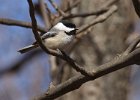 Chickadee-0028.jpg