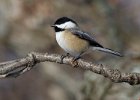 Chickadee-0029.jpg