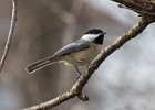 Chickadee-0030.jpg