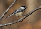 Chickadee-0031.jpg