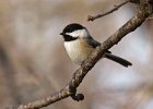 Chickadee-0039.jpg