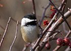 Chickadee-0040.jpg