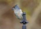 Titmouse-0006.jpg