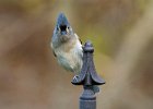 Titmouse-0007.jpg