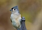 Titmouse-0008.jpg