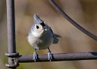 Titmouse-0013.jpg