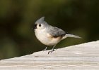 Titmouse-0014.jpg