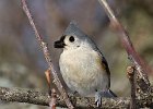 Titmouse-0018.jpg