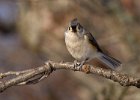 Titmouse-0020.jpg