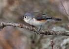 Titmouse-0021.jpg