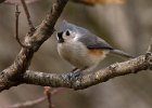 Titmouse-0023.jpg